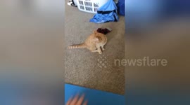 Newsflare Edit - Everyone should learn how to train their cat like I have