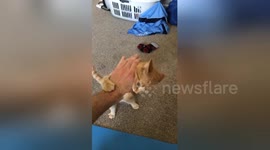 Jerk kitten clearly fails at giving high-five