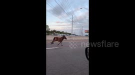 Miniature Horses on the Highway in Dallas, TX