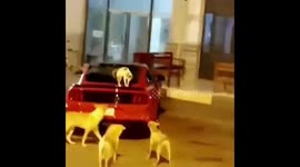 Cat vs Dogs