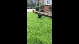 Puppy running