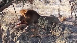 African Lion eating a FRESH KILL!
