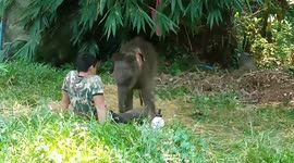 Adorable moment orphaned baby elephant sleeps in carer's lap after being rejected by herd