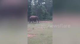 Cuteness overload! Friendly wild elephant plays football with villagers in eastern India