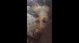 When a Rescue Dog Finds Her “Furrever Home”