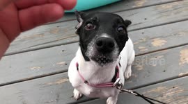 Cute dog grabs snack in slow motion