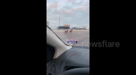 Motorist drives alongside two horses on Dallas highway after they escaped their trailer