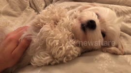Fluffy Maltypoo knows exactly how to beg her owner for a belly rub