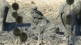 Adorable scene as clumsy baby elephant slips and falls in mud