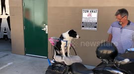 Dog Seat for a Motorcycle