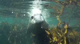 Snorkeler films rare underwater encounter with large elephant seal off the coast of Cape Town