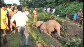 Young elephant dies after getting tangled in solar-powered fence in south India
