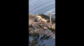 Cheeky monitor lizard snatches lunch from a family of otters in Singapore