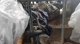 Escaped crocodile caught and strapped to trailer by terrified villagers