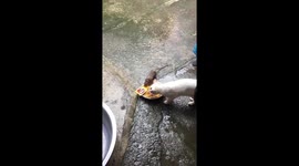 Cat Shares Her Food Bowl With Rat