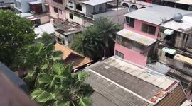 Worker Chops Palm Tress While Balancing On Post