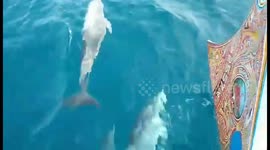 Dolphins Swim Alongside Boat In Bali