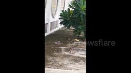 Newsflare Edit - Squirrel Makes Epic Leap To Dodge Snake