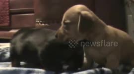 Puppy Dogs