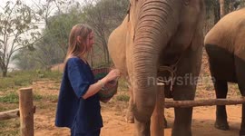 Girl is feeding an elephant with bananas in Thailand