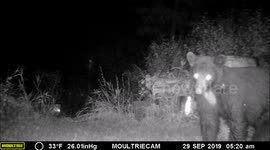 bear's reflecting eyes looks eerie
