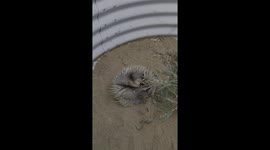 When you fall down and can't get up: injured echidna finally rights herself after falling on her back