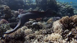 Diver swims alongside large moray eel in the Red Sea off Egypt