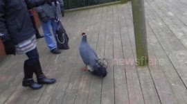 UK family defend themselves from exotic pheasant using handbag 'shield'