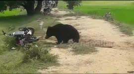 Wild bear rescued after 10-hour-chase in central India village