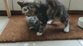 Kittens playfight