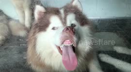 Funny Siberian Husky Sticks His Tongue Out