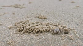 Thai ghost crab makes balls of sand on beach