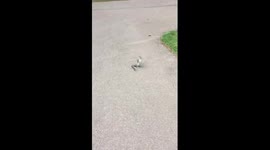 Charming squirrel says hello