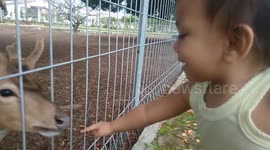 kids very loving the deers