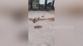 Bizarre footage shows brave rat relentlessly chase after cat in China