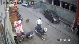Gang of monkeys attack unsuspecting biker in northern India