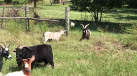 Billy goat brings home every female in Texas neighbourhood for dinner and owner is having none of it!