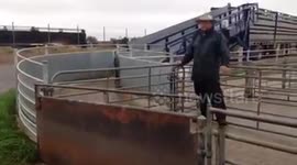 Dog jumping on sheep