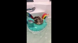 Hedgehog on an inflatable in the bath