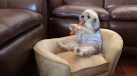 Amusing US dog sits like human on couch eating carrots