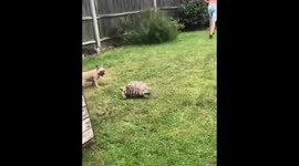 Cheeky tortoise won't stop chasing French bulldog around UK garden