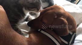 Kitten suckling on Sausage Dogs