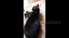 Gato Juninho muito feliz deitado no tapete da sala
