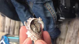 cute little crab in a shell