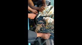 Thai fishermen rescue sea turtle tangled in loose fishing nets