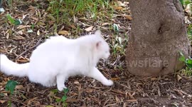 odd-eyed cat. Cute cat with one blue and one green eye.