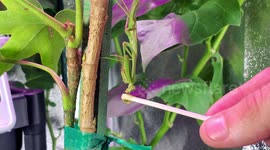 Feeding honey to a praying mantis