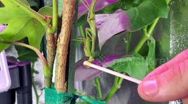 Feeding honey to a praying mantis