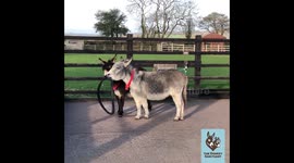 Charity that encourages donkeys to play together film two furry friends happily sharing a tyre