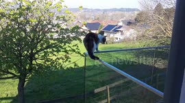 Cat balances on balcony rail